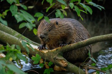 Hungry beaver. Wild European beaver, Castor fiber, sitting on felled tree in water and gnawing bark from branches. Brown furry animal with long flat tail. Largest European rodent in nature habitat.