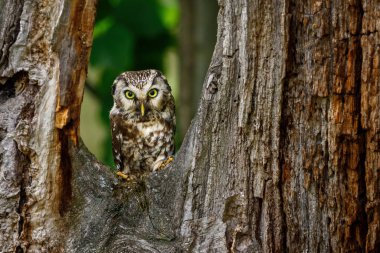Owl in green forest. Boreal owl, Aegolius funereus, perched on rotten oak stump. Typical small owl with big yellow eyes. Tengmalm's owl in wild nature. Nocturnal bird of prey in natural habitat.