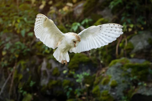 Owl Flight Barn Owl Tyto Alba Flying Ruined Mossy Stone — Fotografia de Stock