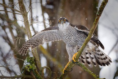 Hawk in snowfall. Northern goshawk, Accipiter gentilis, landing on branch in snowy forest. Majestic predator in wild nature. Cold winter. Beautiful bird with orange eyes. Habitat Europe, Asia, America
