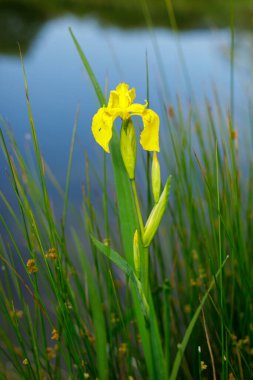 Sarı iris çiçeğinin ayrıntıları, Iris Pseudacorus, göl kıyısında yetişir. Nehir kenarındaki güzel sarı çiçek. Ayrıca su zambağı ya da sarı bayrak olarak da bilinir. Yaz vahşi doğası.
