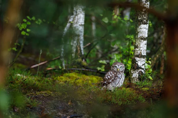 Owl Morning Forest Little Owl Athene Noctua Perched Heath Birch — 스톡 사진