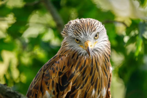 Eyes of raptor. Portrait of red kite, Milvus milvus, isolated on background from green leaves. Endangered bird of prey with red feather. Cute bird with beautiful eyes and feather. Wildlife scene.