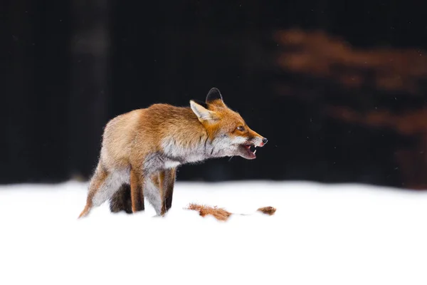 Hunting fox. Red fox, Vulpes vulpes, growls and shows teeth as defends prey. Vixen tears and feeds caught hare. Hunter with prey. Wild predator in snow on forest meadow. Wildlife from winter nature.