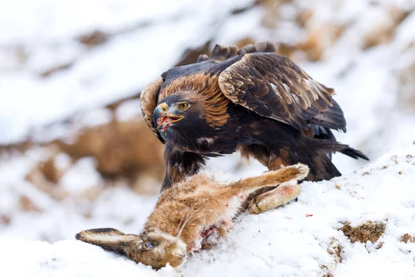 Avını Yakalamış Bir Avcı Altın Kartal Aquila Chrysaetos Öldürülen Tavşanın — Stok fotoğraf