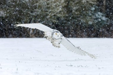 Baykuş uçuyor. Kar baykuşu, Bubo skandiacus, kar yağışı altında karlı tundra çayırlarında kanatları açık uçar. Kutup baykuşu avlıyorum. Sarı gözlü güzel beyaz kutup kuşu. Vahşi doğada kış.