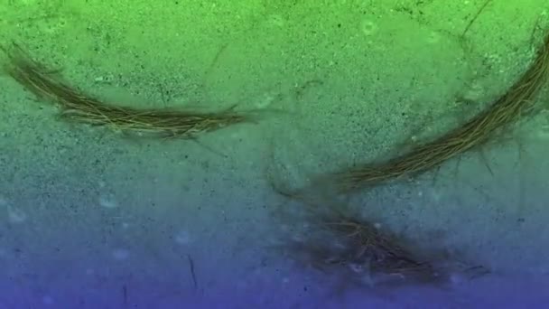 Die Wellen Bewegten Sich Mit Blattfragmenten Richtung Ufer — Stockvideo