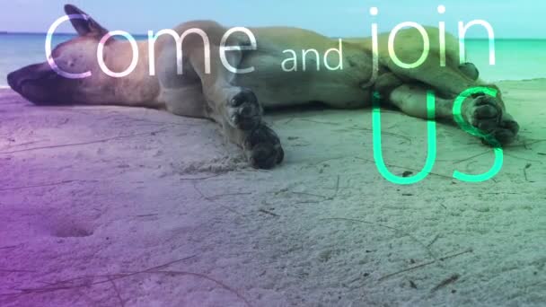 Câinele Doarme Confortabil Plajă — Videoclip de stoc