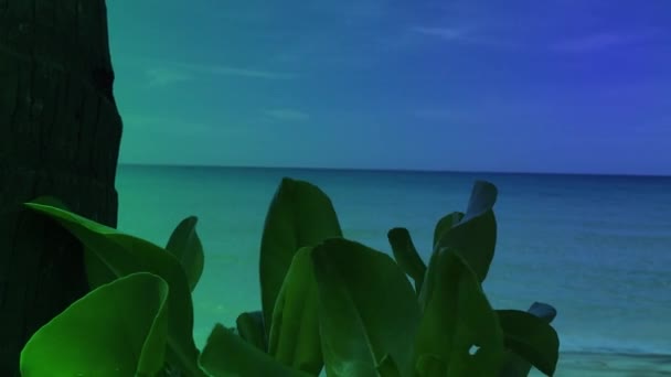 Дерева Які Ростуть Пляжі Виглядають Природно Красиво — стокове відео