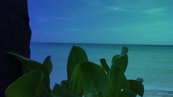 Деревья Растущие Пляже Выглядят Естественно Красиво — стоковое видео