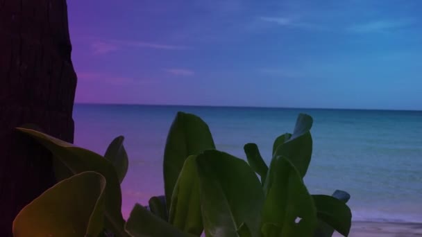 Bomen Die Het Strand Groeien Zien Natuurlijk Mooi Uit — Stockvideo