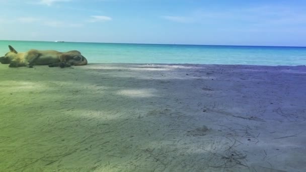 Cainii Care Stau Plaja Arata Confortabil — Videoclip de stoc