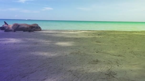Perros Descansando Playa Buscando Cómodo — Vídeos de Stock