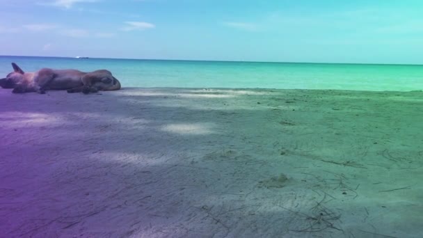 Собаки Розкладаються Пляжі Виглядають Комфортно — стокове відео