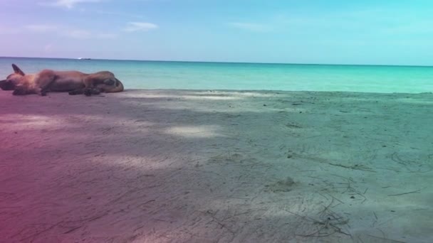 Honden Loungen Het Strand Ziet Comfortabel Uit — Stockvideo