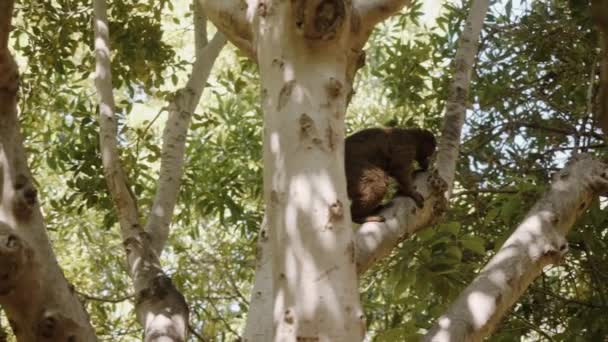 Brązowy lemur skacze z gałęzi do gałęzi i przygotowuje się do następnego skoku.. — Wideo stockowe