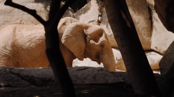 De olifant staat en kauwt en loopt dan weg.. — Stockvideo