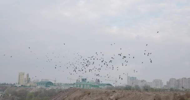 A flock of birds flows against the background of the city cloudy day — Video Stock