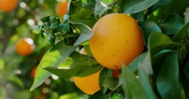 Olgun portakal güneş ışığında ağaçta yetişiyor. Dolly tamam.