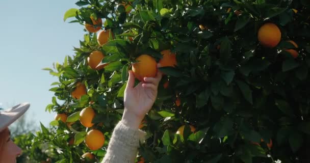 Νεαρή γυναίκα παίρνει ώριμο πορτοκάλι μεγαλώνει στο δέντρο στο φως του ήλιου — Αρχείο Βίντεο