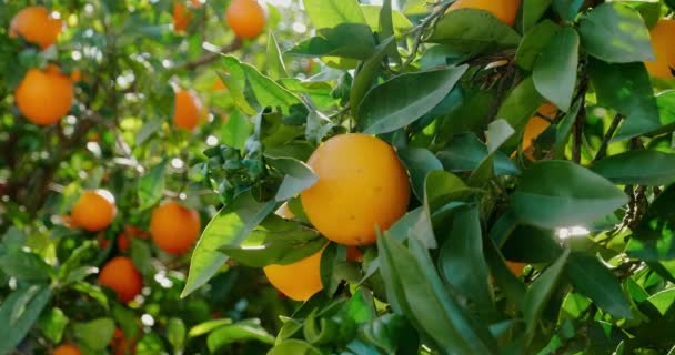 Ώριμο πορτοκάλι φυτρώνει στο δέντρο στο φως του ήλιου. Ντόλι μέσα. — Αρχείο Βίντεο