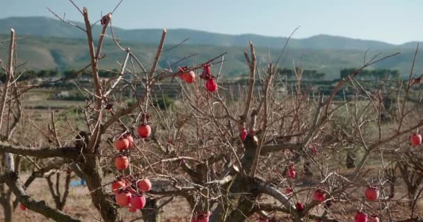 Bare pomegranate tree, against the background of distant mountains. Close view. — Vídeo de Stock