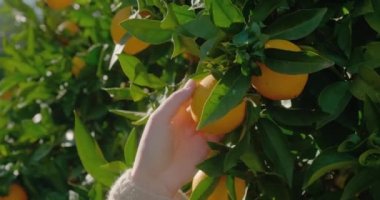 Kadın eli olgunlaşmış portakalı alır güneş ışığında ağaçta büyür.