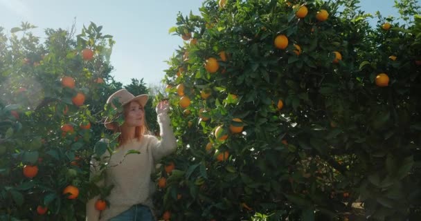 Woman walks in rural area touching ripe oranges growing on tree at sunlight — Vídeo de Stock