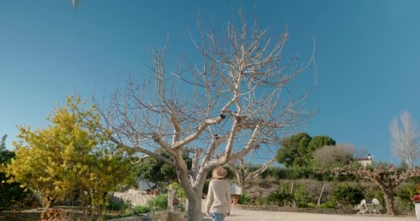 Woman tourist approaches a big bare tree posing for photo — Vídeo de Stock