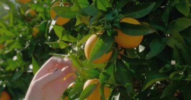 Kadın eli olgunlaşmış portakalı alır güneş ışığında ağaçta büyür.