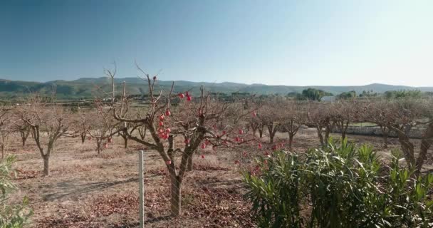 Bare pomegranate trees, against the background of distant mountains — Vídeo de Stock