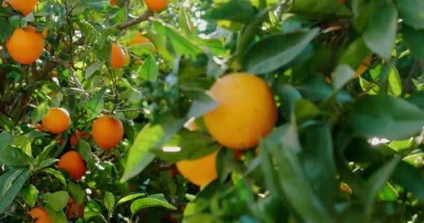 Rijp oranje groeiend op boom bij zonlicht — Stockvideo