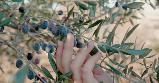 Woman plucks black olives from branch on blurred background — стоковое видео