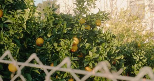 Ripe oranges grow on lush trees on sunny spring day — Video Stock