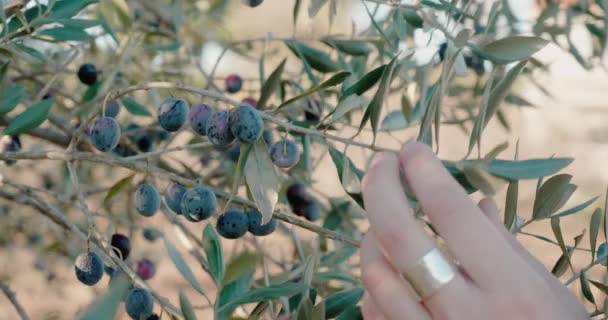 Woman plucks with two hands black olives from branch on blurred background — Vídeos de Stock