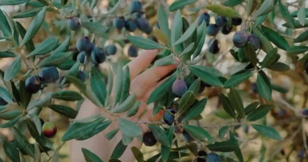 Woman touching black olives from branch on blurred background — Vídeo de Stock