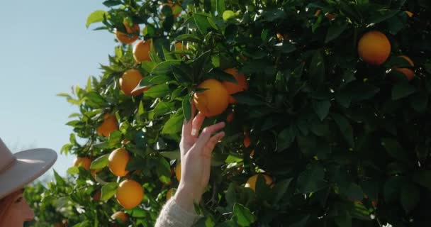 Jonge vrouw glimlach en neemt rijp oranje groeien op boom bij zonlicht — Stockvideo