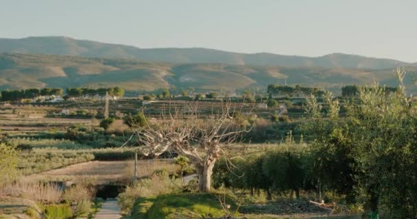 Vista paisagem de estrada vazia e árvores secas no fundo das montanhas — Vídeo de Stock