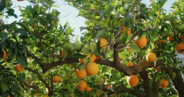 Ripe orange growing on tree at sunlight — Vídeo de Stock