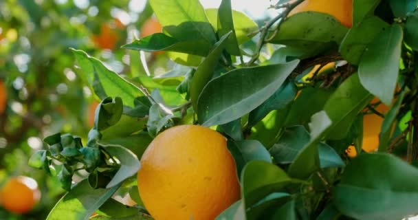 Dojrzała pomarańcza rosnąca na drzewie przy świetle słonecznym — Wideo stockowe