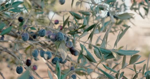 Black olives from branch on blurred background — Vídeos de Stock