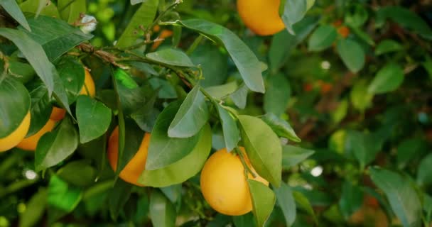 Rijp oranje groeiend op boom bij zonlicht — Stockvideo
