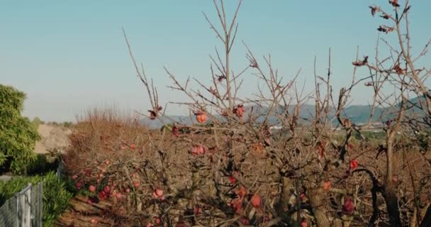 Bare pomegranate tree, against the background of distant mountains on sunset — Vídeo de Stock