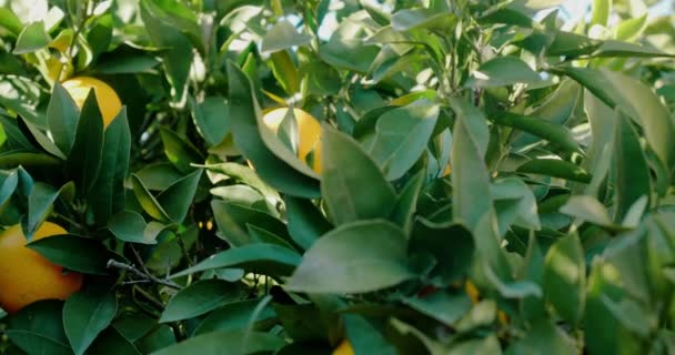 Ripe orange growing on tree at sunlight — стоковое видео