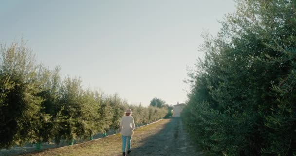 Stylish woman walks along row of olive trees on sunny day — Vídeo de Stock