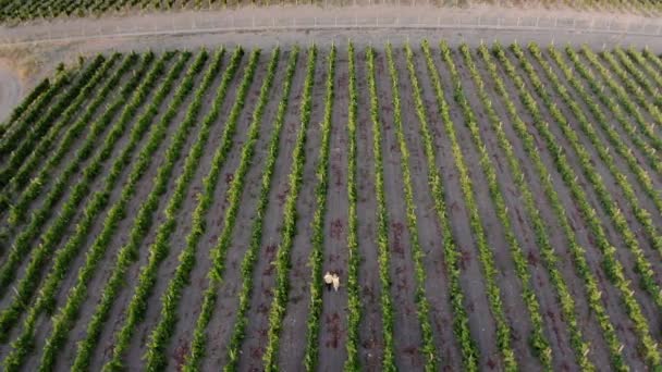 Couple walks between long rows of grape bushes on vineyard — Stock Video