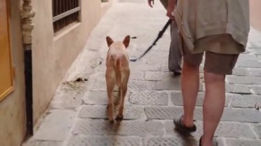 Genua Caddesi 'nde köpeğiyle gezen bir kadın. Güneşli bir sonbahar günü.