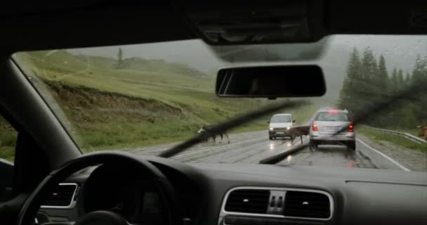 Водитель на машине наклоняется, чтобы пропустить животных, переходящих дорогу — стоковое видео