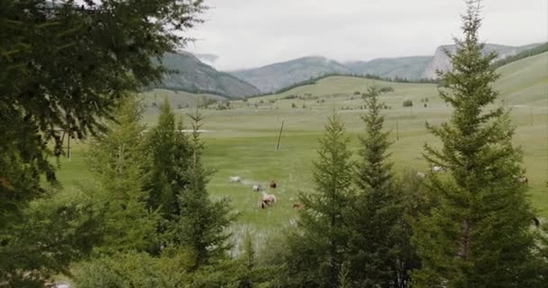 At sürüsü kayalık dağlara karşı çayırda otlar, ön planda yer. — Stok video