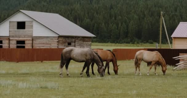马吃着野草吃着茂密的绿林附近的马厩 阿尔泰农村地区美丽的家畜在寻找食物 — 图库视频影像